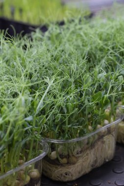 Taze bezelyeler. Taze, sulu, yeşil mikroyeşiller tepsilerde yetişir. Süper yiyecek kavramı, sağlıklı beslenme, veganlık..