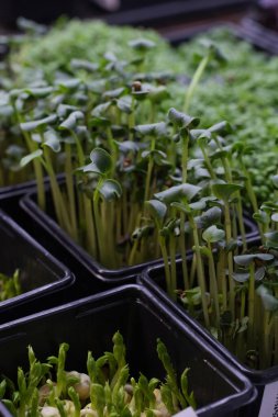 Taze, sulu, yeşil mikroyeşiller tepsilerde yetişir. Süper yiyecek kavramı, sağlıklı beslenme, veganlık..