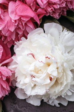 Çiçek şakayıklarına yakın çekim. Beyaz ve pembe şakayıklar. Blogcular, güzellik uzmanları için arka planlar.