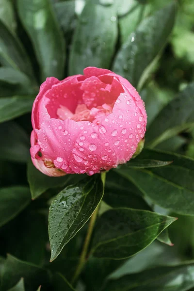 Çiçek şakayıklarına yakın çekim. Pembe şakayıklar yakın plan..