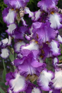 Closeup of colorful bearded iris (Iris germanica) with pale yellow upright petals.