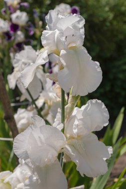 White iris flowers on a flower bed.