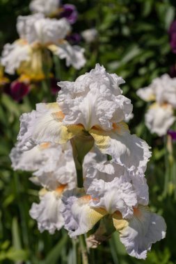 White iris flowers on a flower bed.