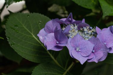 Hydrangeav blue flowers in nature close-up with soft focus.