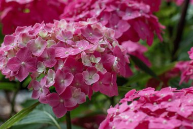 Hydrangea flowers in nature close-up with soft focus.