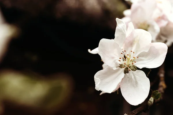Apple Flowers Sunny Spring Day Spring Background Apple Blossom Macro — Stock Fotó