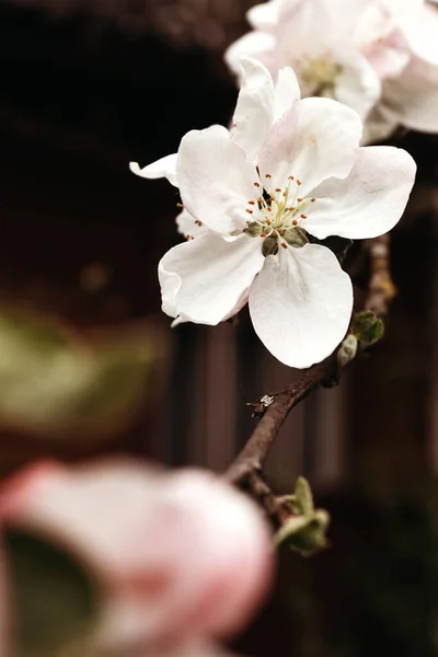 Spring Background Apple Blossom Macro Photography — Fotografia de Stock