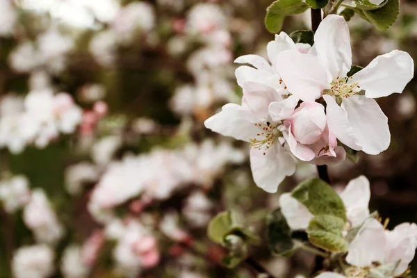 Apple Flowers Sunny Spring Day Spring Background Apple Blossom Macro — Fotografia de Stock