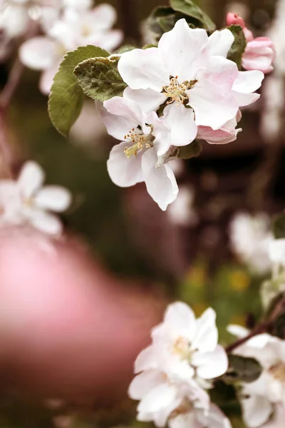 Beautiful Spring Time Blossom Closeup Photography Spring Background Apple Blossom — Φωτογραφία Αρχείου