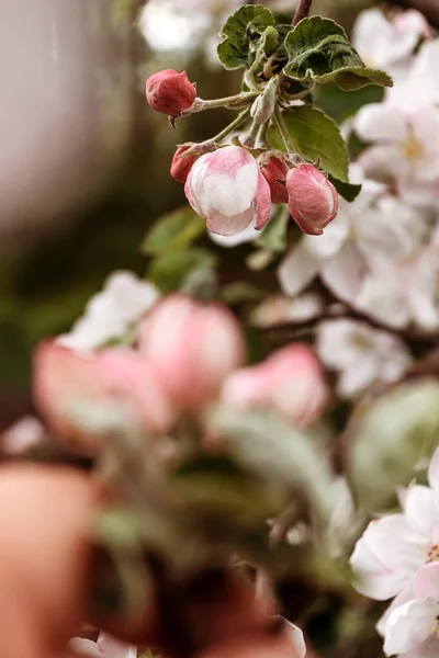 Appelbloemen Een Zonnige Lentedag Voorjaarsachtergrond Appelbloesem Macro Fotografie — Stockfoto