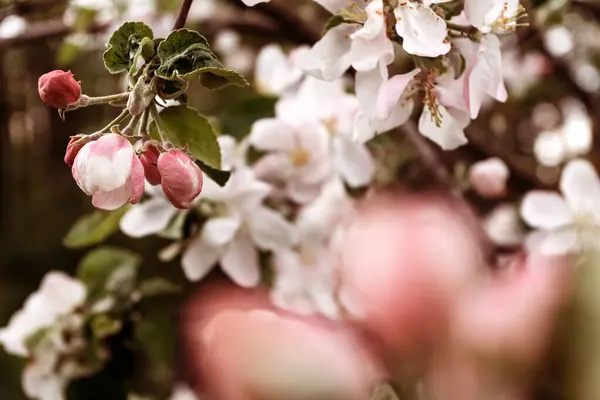 Spring Background Apple Blossom Macro Photography — Fotografia de Stock