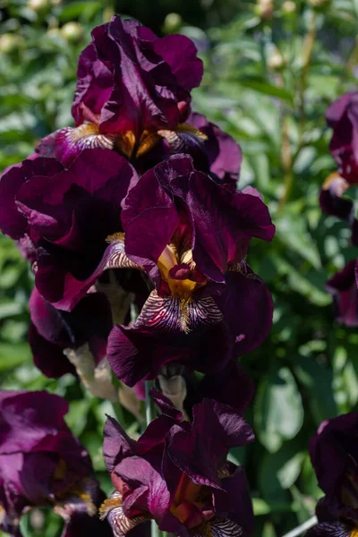Close Multicolored Iris Flower —  Fotos de Stock