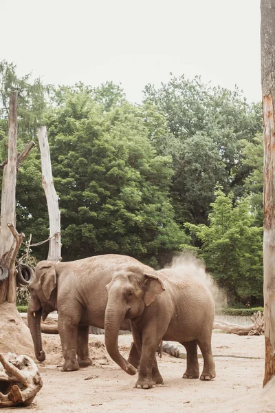 Two Elephant Zoo European Zoo — Stock Photo, Image