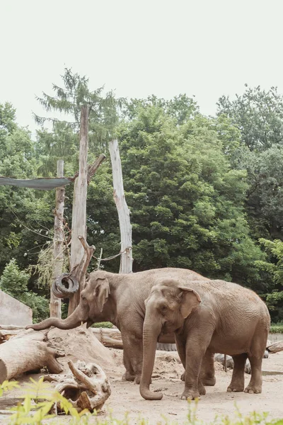 動物園の象2頭 ヨーロッパ動物園 — ストック写真