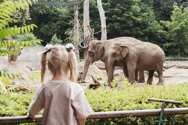 Два Слона Зоопарке Европейский Зоопарк — стоковое фото
