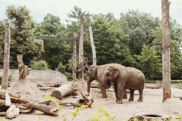 Два Слона Зоопарке Европейский Зоопарк — стоковое фото