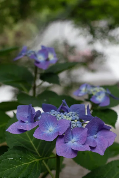 Hydrangeav Blue Flowers Nature Close Soft Focus — Stok fotoğraf