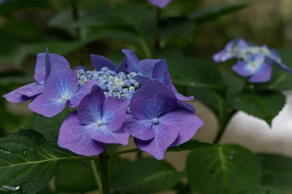 Hydrangeav Blue Flowers Nature Close Soft Focus — Stok fotoğraf