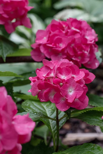 Hydrangea Flowers Nature Close Soft Focus — Stok fotoğraf