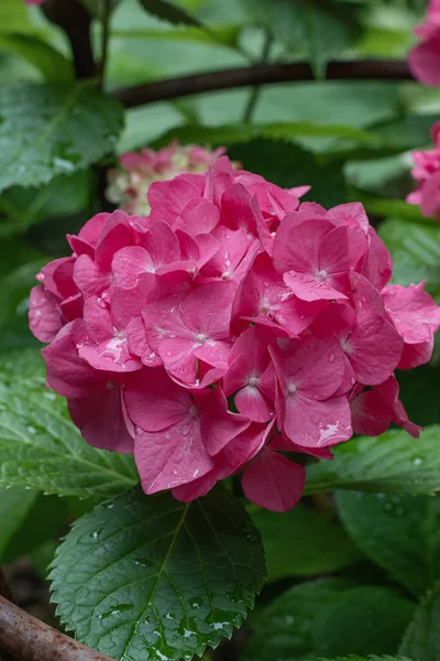 Macro Photo Hydrangea Flower Details Pink Petals — Stok fotoğraf