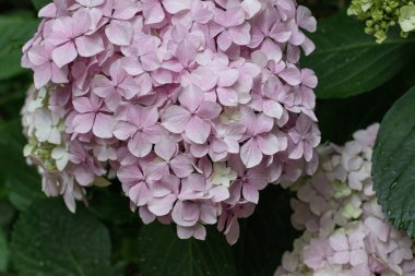 Hydrangea flowers in nature close-up with soft focus.