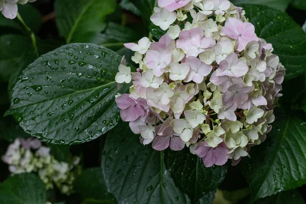 Hydrangea Flowers Nature Close Soft Focus — Stok fotoğraf