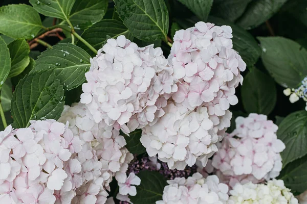Hydrangea Flowers Nature Close Soft Focus — Stok fotoğraf