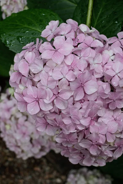 軟らかい集中力のある自然に近いアジサイの花 — ストック写真