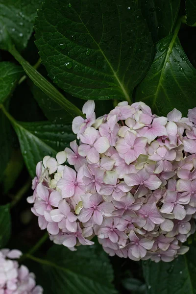 Hydrangea Kwiaty Przyrodzie Zbliżenie Miękkim Ostrości — Zdjęcie stockowe