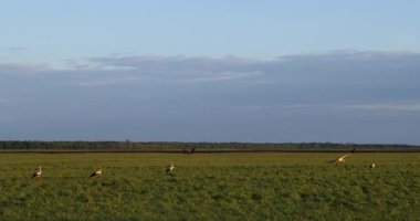 Leylekler, sakin bir tarlanın üzerindeki kehribar gökyüzüne zarif bir şekilde yükselirler. Kanatları, huzurlu ve zamansız bir kırsal bölgede güneşin son ışınlarını yakalar..
