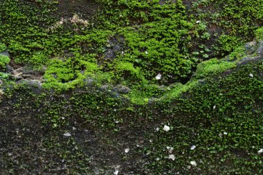 Lush green moss clings to a textured wall, creating a vibrant nature background. Ideal for designs seeking an earthy, organic, and fresh aesthetic.