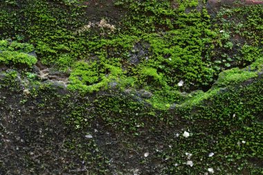 Lush green moss clinging to a stone wall creates a vibrant, textured natural background, perfect for adding earthy organic detail and a touch of wild beauty.
