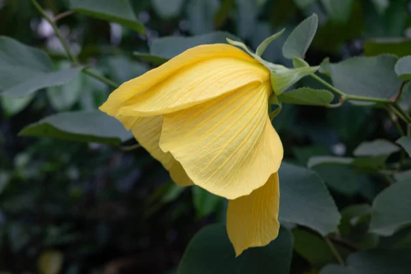 Soft yellow flower with gentle light and dark green leaves offers a serene, peaceful beauty, perfect for wellness, organic products, or calming designs.