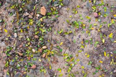 Kuru toprak, küçük taşlar ve dağınık yeşil ve sarı yapraklarla karıştırılmış doğal zemin dokusu. Duvar kağıtları için organik toprak yüzey deseni. Kirli engebeli arazinin en üst görüntüsü.