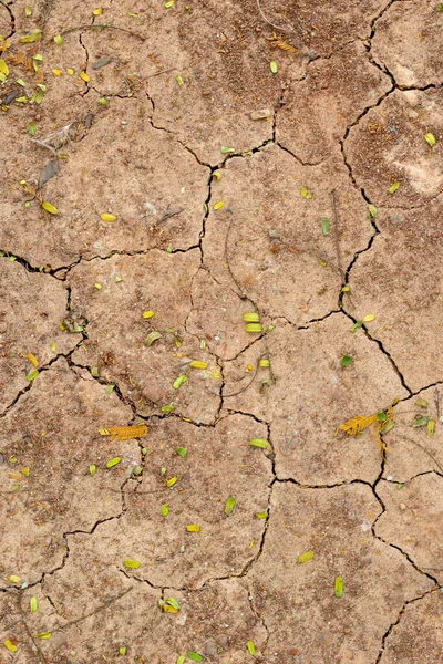 Kuru çatlamış toprak dokusu kuraklık belirtileri gösteriyor. Derin toprak çatlakları ve dağınık yapraklarla ıssız zemin yüzeyi. Kurumuş toprakların doğal soyut deseni.