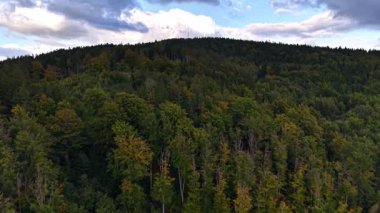 Çarpıcı hava görüntüleri, çeşitli ağaçlar ve manzaralı tepelerle dolu canlı ve yemyeşil bir ormanı güzel bir şekilde gösteriyor.