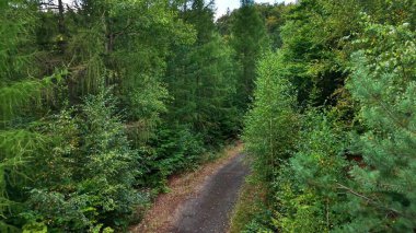 Bereketli, canlı ağaçlar ve güzel yeşilliklerle bezenmiş huzurlu bir orman yolunda bir yolculuğa çıkın.