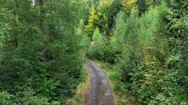 Canlı yeşil ormanların arasında gezinen ve doğal güzelliklerin gerçek güzelliğini gösteren pitoresk bir dolambaçlı yol.