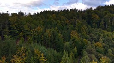 Büyüleyici sonbahar renkleri ve yukarıdan görünen sakin gökyüzü ile gür, canlı bir ormanın nefes kesici güzelliğini keşfedin.