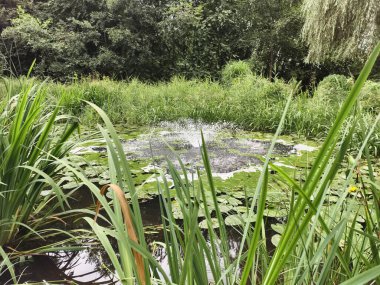 A tranquil pond scene featuring lush greenery and blooming water lilies, embodying nature's serenity.