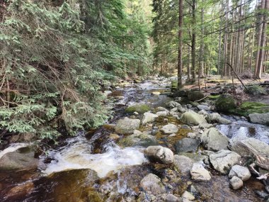 A serene, picturesque forest stream gently meandering through a rocky and vibrant landscape filled with lush greenery