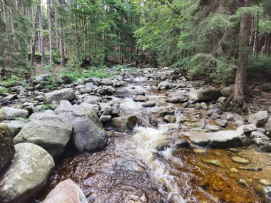 A tranquil stream meanders through lush greenery, beautifully capturing the essence of untouched nature