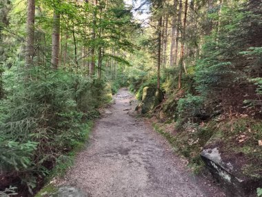 A beautiful hiking trail invites explorers to immerse in lush trees and natures breathtaking beauty