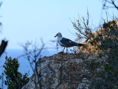Denizde kayanın üzerindeki beyaz bir martıyı yakından çek.