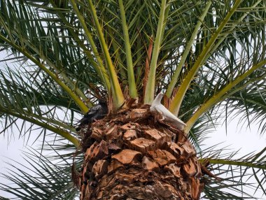 İspanya, Flora 'daki palmiye ağaçları