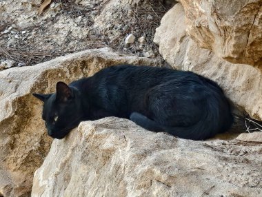Huzurlu bir kara kedi kayalık bir arazide dinleniyor. Muhteşem bir sükunet anı yakalıyor.