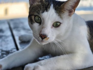 Parlak yeşil gözlü çekici bir kedi, yumuşak doğal ışıkta, sıcak, ahşap bir yüzeyde dinleniyor.
