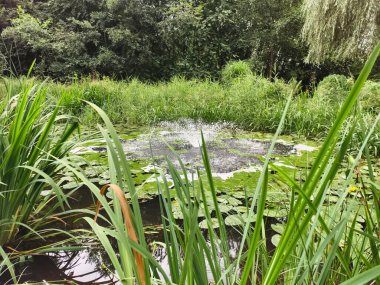 A tranquil pond scene featuring lush greenery and blooming water lilies, embodying nature's serenity.