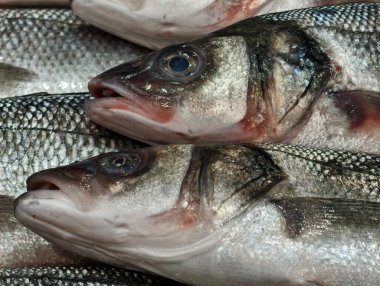 Taze levrek, yeni hazırlanmış taze levrek, taze yakalanmış levrek şimdi satın alınmaya hazır.