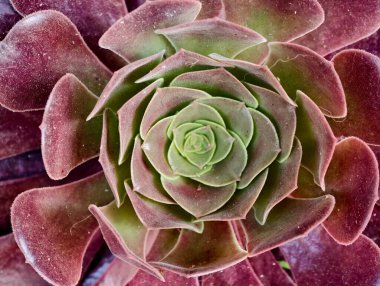 Pembe kenarları olan kadife gibi yeşil bir gül tozlu, pembe kenarlı, sulu, sulu bir bitkinin detaylı görüntüsü.